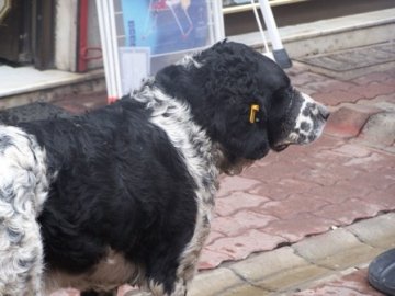 “Sokak Hayvanları ile mücadelede işbirliği şart”