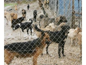 6 ayda 340 sokak köpeğini kısırlaştırdı