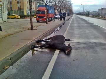 Otomobil çarpması sonucu telef oldu