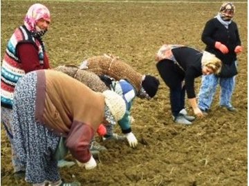 Vize’de sarımsaklar ekiliyor