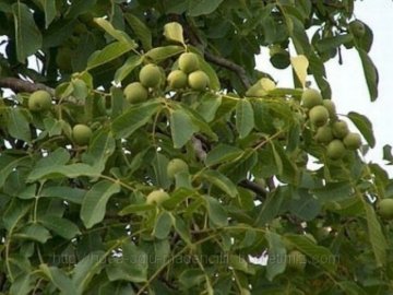 Özel Ağaçlandırma Projesi kapsamında Ceviz Bahçesi oluşturuldu