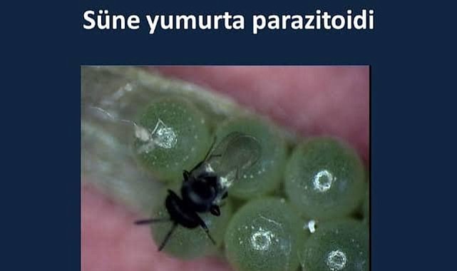 İl Tarım Müdürlüğü’nden Üreticilere Önemli Duyuru