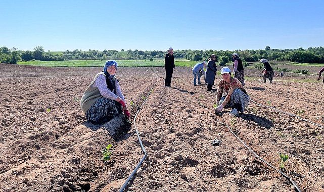 Kırklareli’nde Karpuz Fideleri Toprakla Buluşmaya Başladı