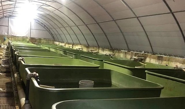 Müdür Aksoy Su Ürünleri Yetiştiricilik Tesisini Ziyaret Etti
