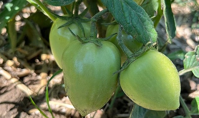 Üretici Ziyaret Edildi, Bilgi Alışverişinde Bulunuldu