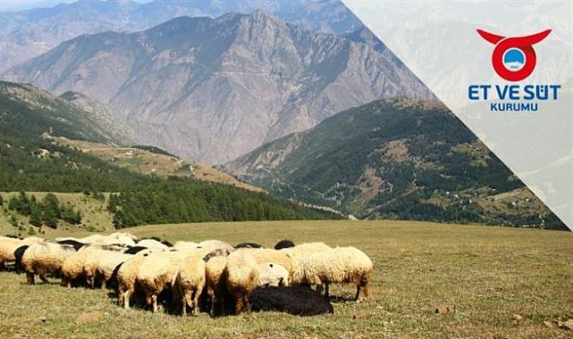 Kuzu Alış ve Satış Fiyatlarına Yeni Düzenleme