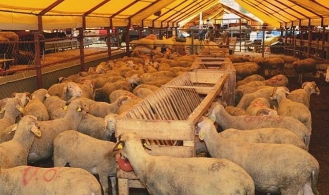Trakya’nın Arilik Statüsünü Artık Tüm Dünya Biliyor