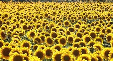 Trakya Günebakan Projesi Başvuruları Başladı
