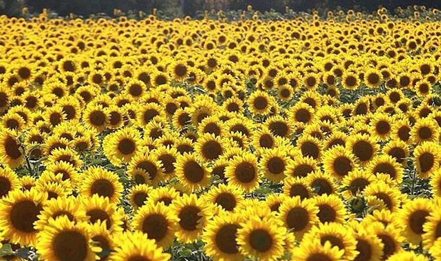 Trakya Günebakan Projesi Başvuruları Başladı