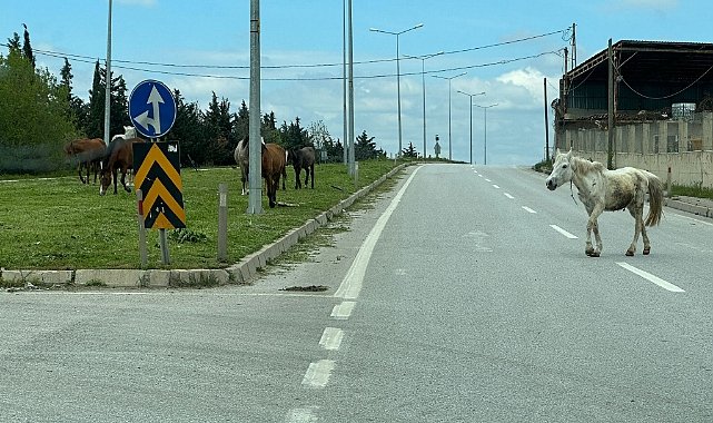 Bu Manzara Hiç Bitmeyecek Mi?