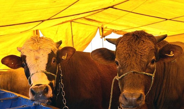 Dikkat! Kurban Satış Başvuruları İçin Kayıtlar Başlıyor
