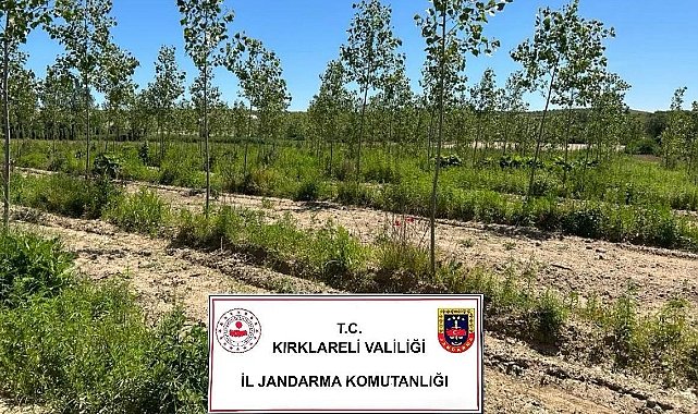 14.000 Kök Kenevir Ele Geçirildi