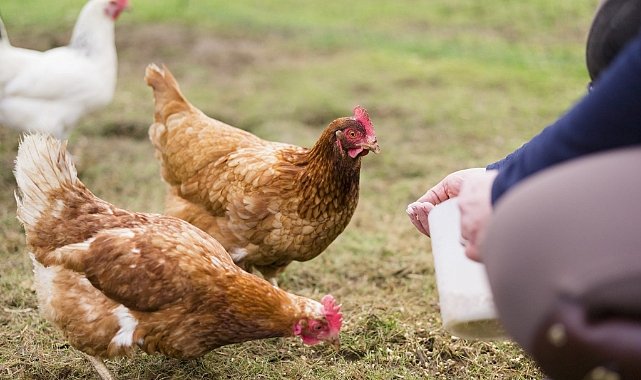 Geçtiğimiz Ay; 180 Bin 495 Ton Tavuk Eti, 1,65 Milyar Adet Yumurta Üretildi