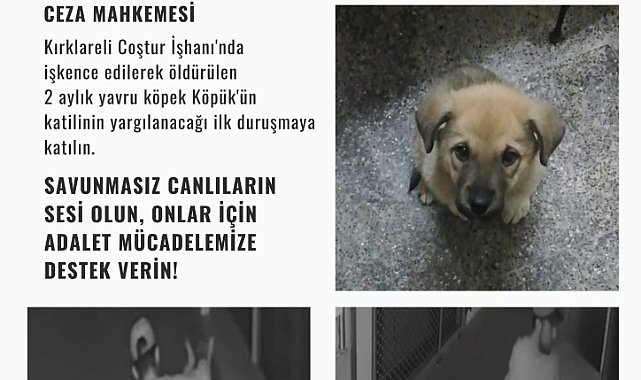 Köpük İçin Destek Çağrısı, “Savunmasız Canlıların Sesi Olun”