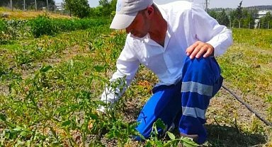Ata Tohumlar Özenle Yetiştiriliyor
