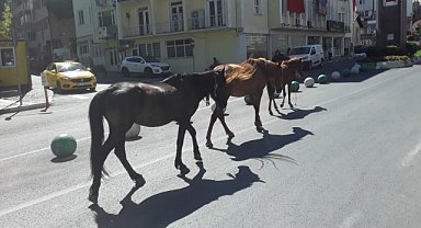 Davetsiz Misafirler Kırklareli Sokaklarındaydı