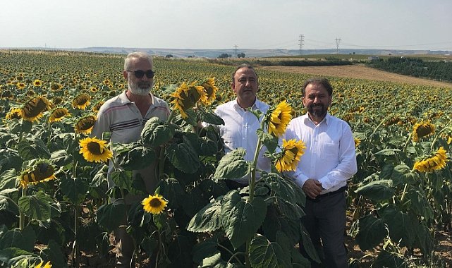 Yerli ve Milli Hibrit Ayçiçeği Tohumlarının Performansları Yerinde Gözlemlendi
