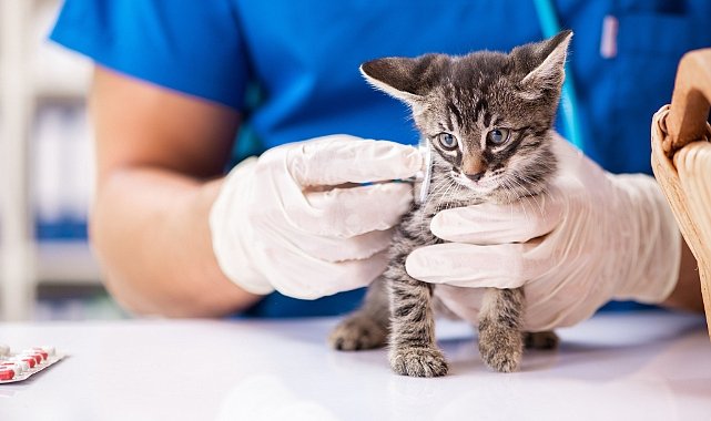 Aman Dikkat! Onlar da Obezite Sorunu Yaşıyor