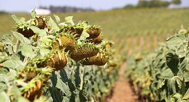 Trakya'da Ayçiçeği Kuraklıktan Küçük Kaldı, Verim Ve Kalite Düştü